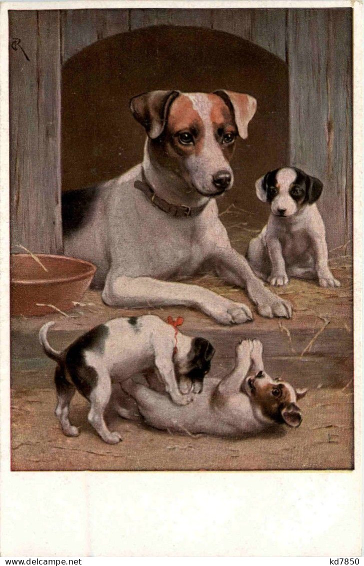 Hunde - Jack Russell - Perros