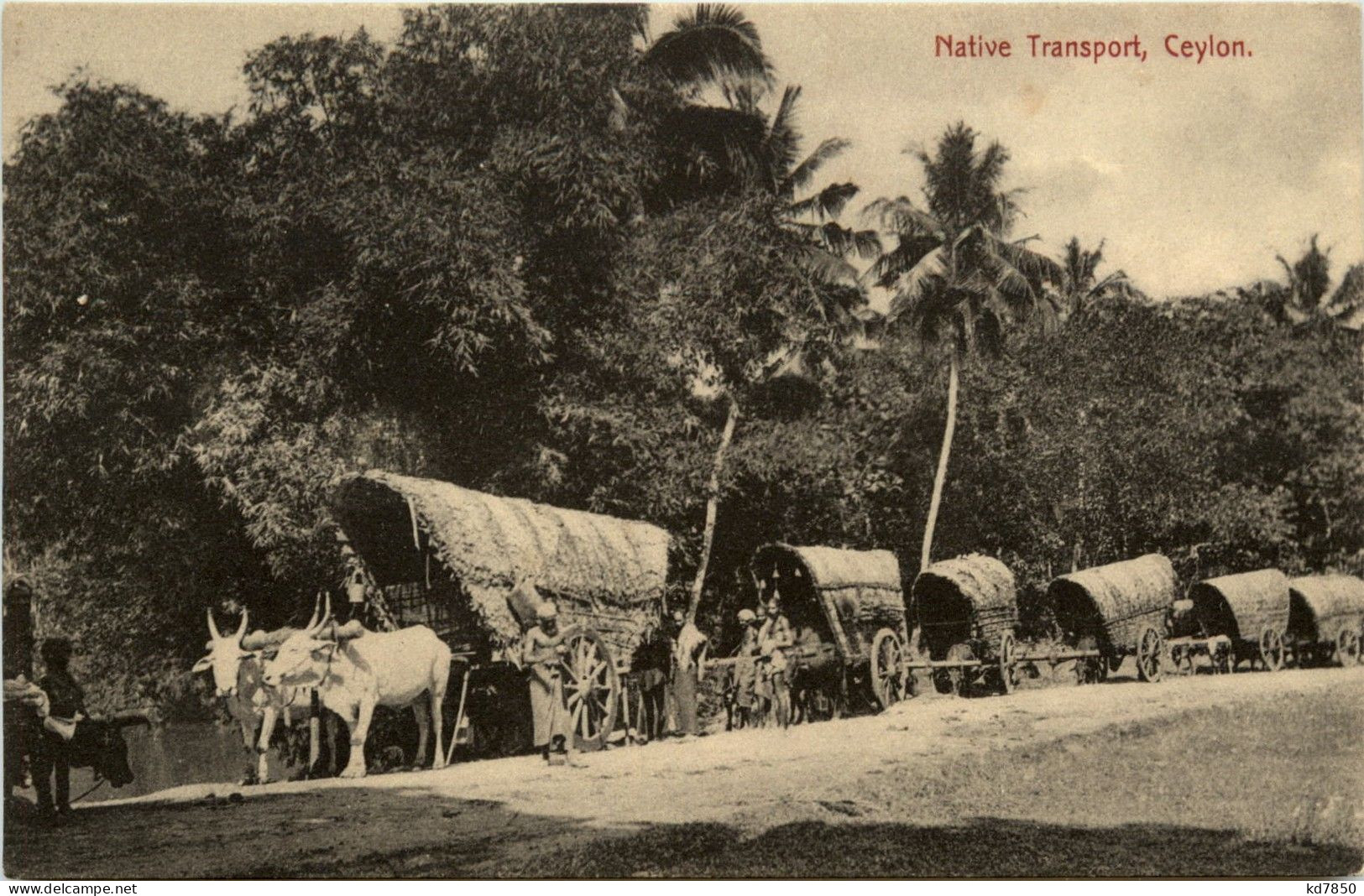 Ceylon - Native Transport - Sri Lanka (Ceylon)