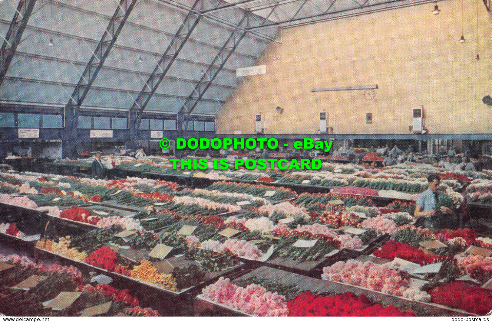 R492605 Big Hall In The Cut Flower Section. C. A. V. Aalsmeer. J. Van Boekhoven - World