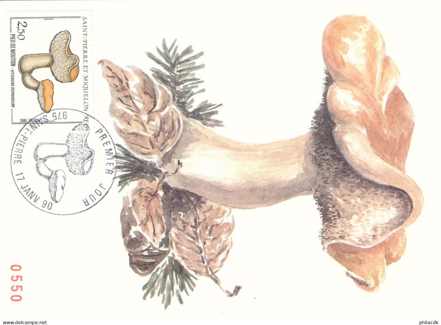 SAINT PIERRE ET MIQUELON - CARTE MAXIMUM CHAMPIGNON PIED DE MOUTON DU 17 JANVIER 1990 - Hongos