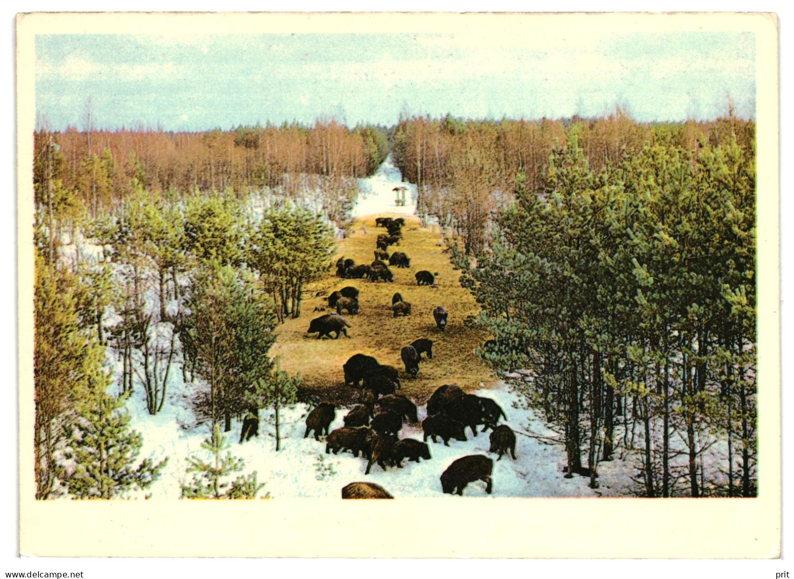 The Herd Of Wild Boars, Pigs, Winter Snow. Unused Postcard. Publisher Eesti Raamat, Tallinn Estonia 1983 - Maiali