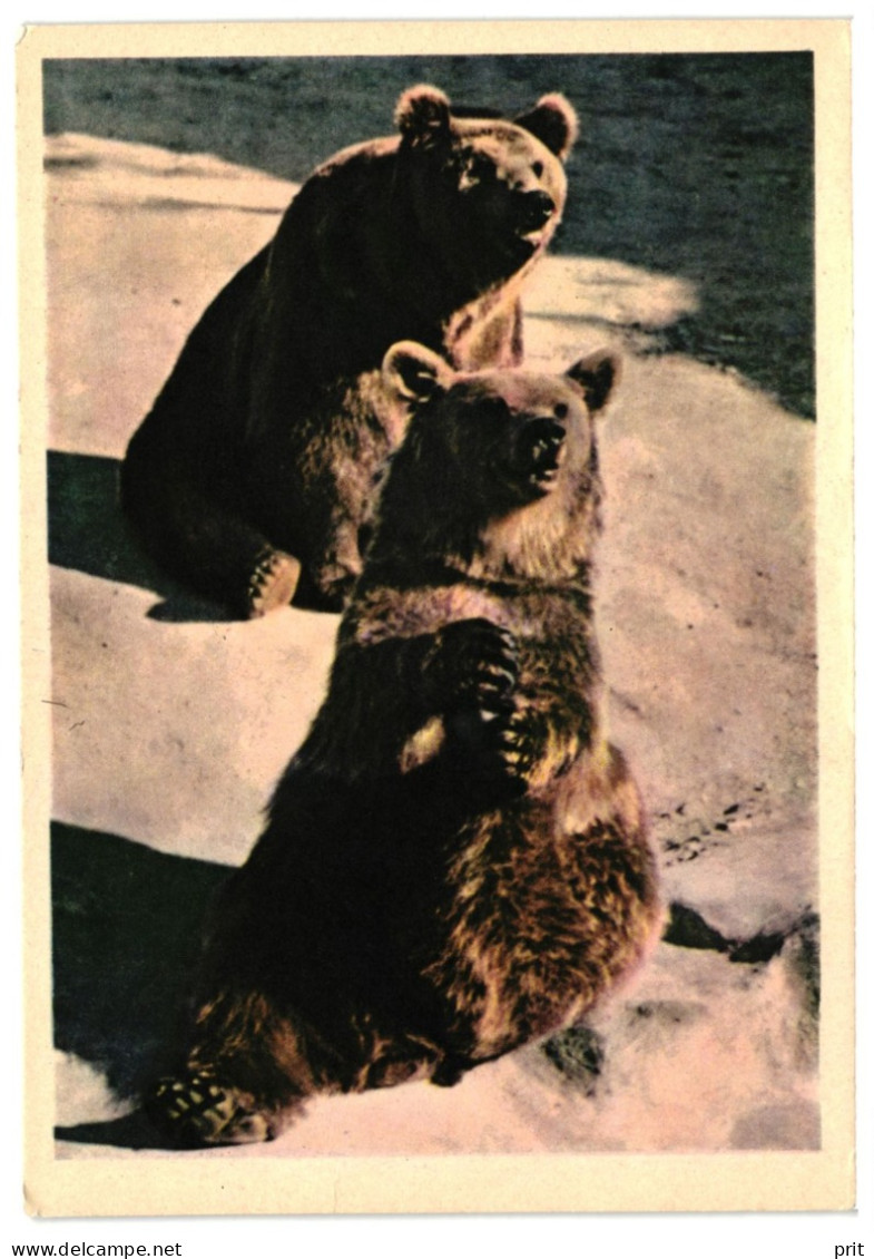 Two Brown Bears. Unused Postcard. Publisher Pravda, Moscow Russia USSR 1963 - Beren