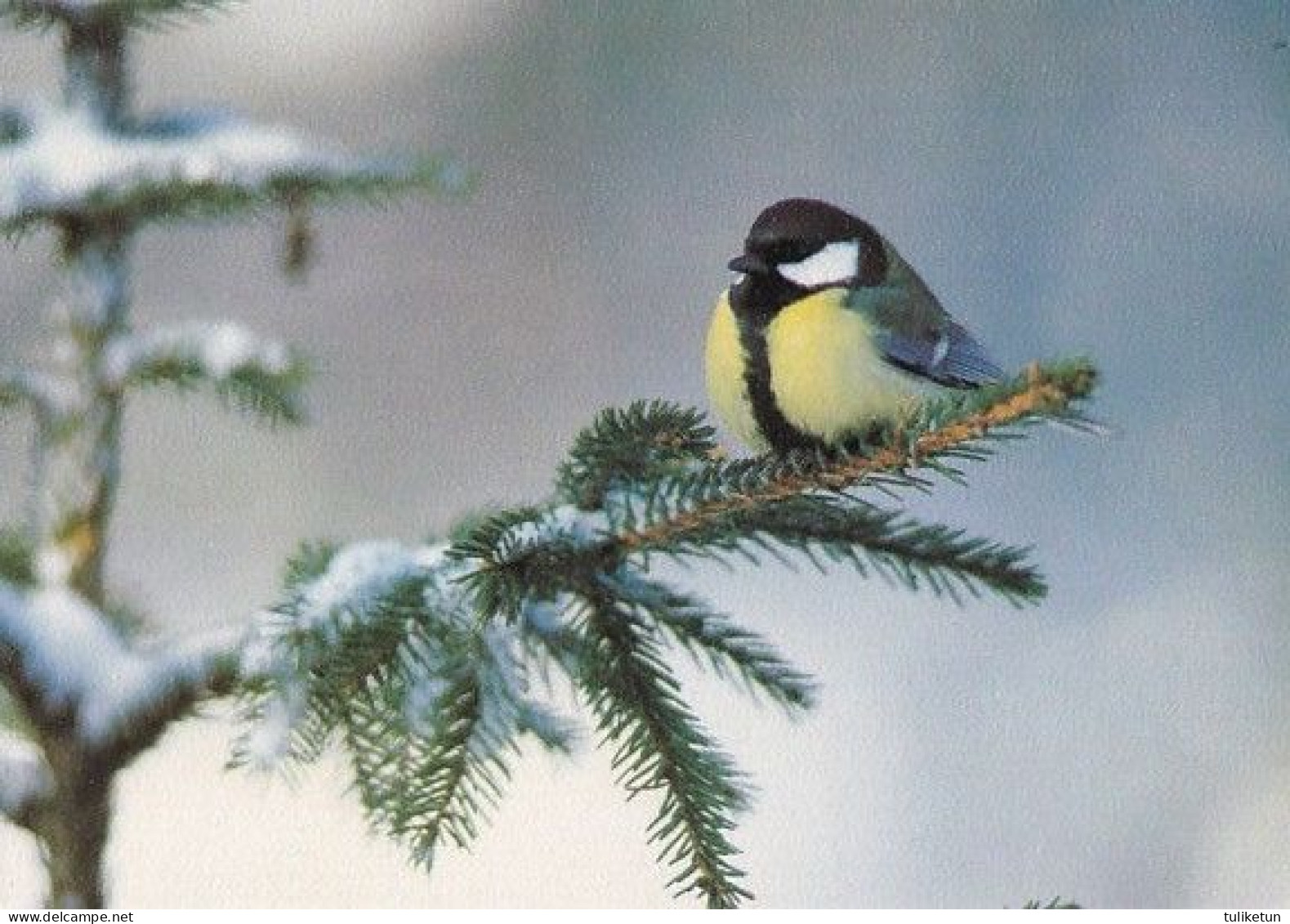 Bird - Oiseau - Vogel - Uccello - Pássaro - Pájaro - Great Tit - Double Card - Oiseaux