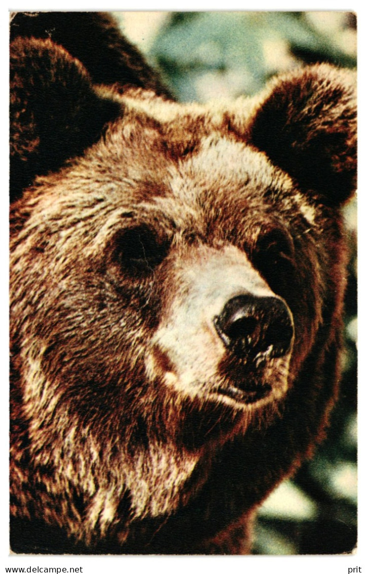 Brown Bear Face Portrait. Unused Vintage Postcard. Publisher Sovetskii Khudoshnik, Moscow Soviet Russia USSR 1969 - Bären