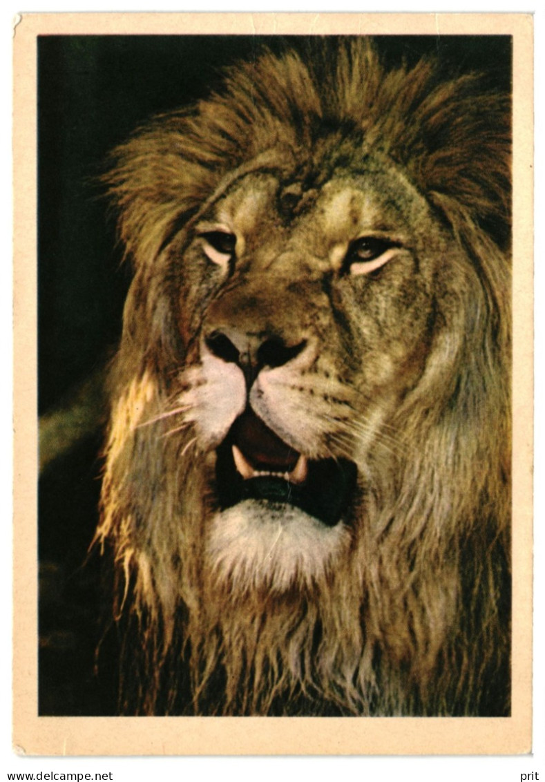 Male Lion Face Portrait. Unused Vintage Postcard. Publisher Pravda, Moscow Soviet Russia USSR 1963 - Lions