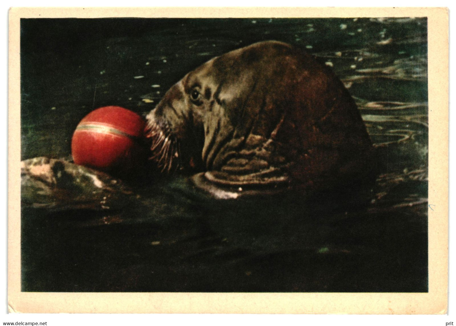 Walrus Playing With Red Ball, Marine Mammal, Seal. Unused Postcard. Publisher Pravda, Moscow Soviet Russia USSR 1963 - Autres & Non Classés