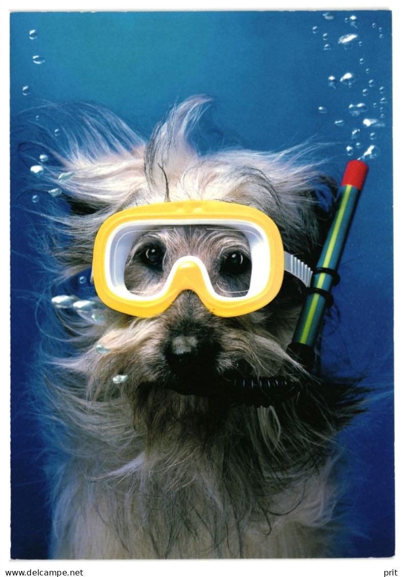 Dog With Snorkel Scuba Diving Mask. Unused Funny Postcard. Publisher Avanti Press, Floggeer AB, Sweden 1995 - Perros