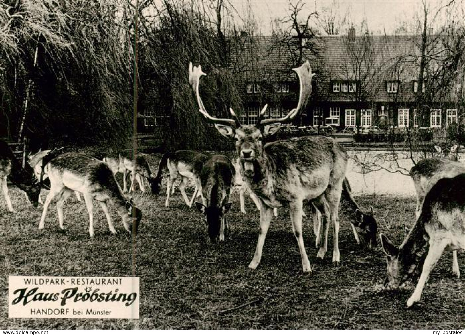 73894991 Handorf Muenster Westfalen Wildpark Restaurant Haus Proebsting  - Muenster