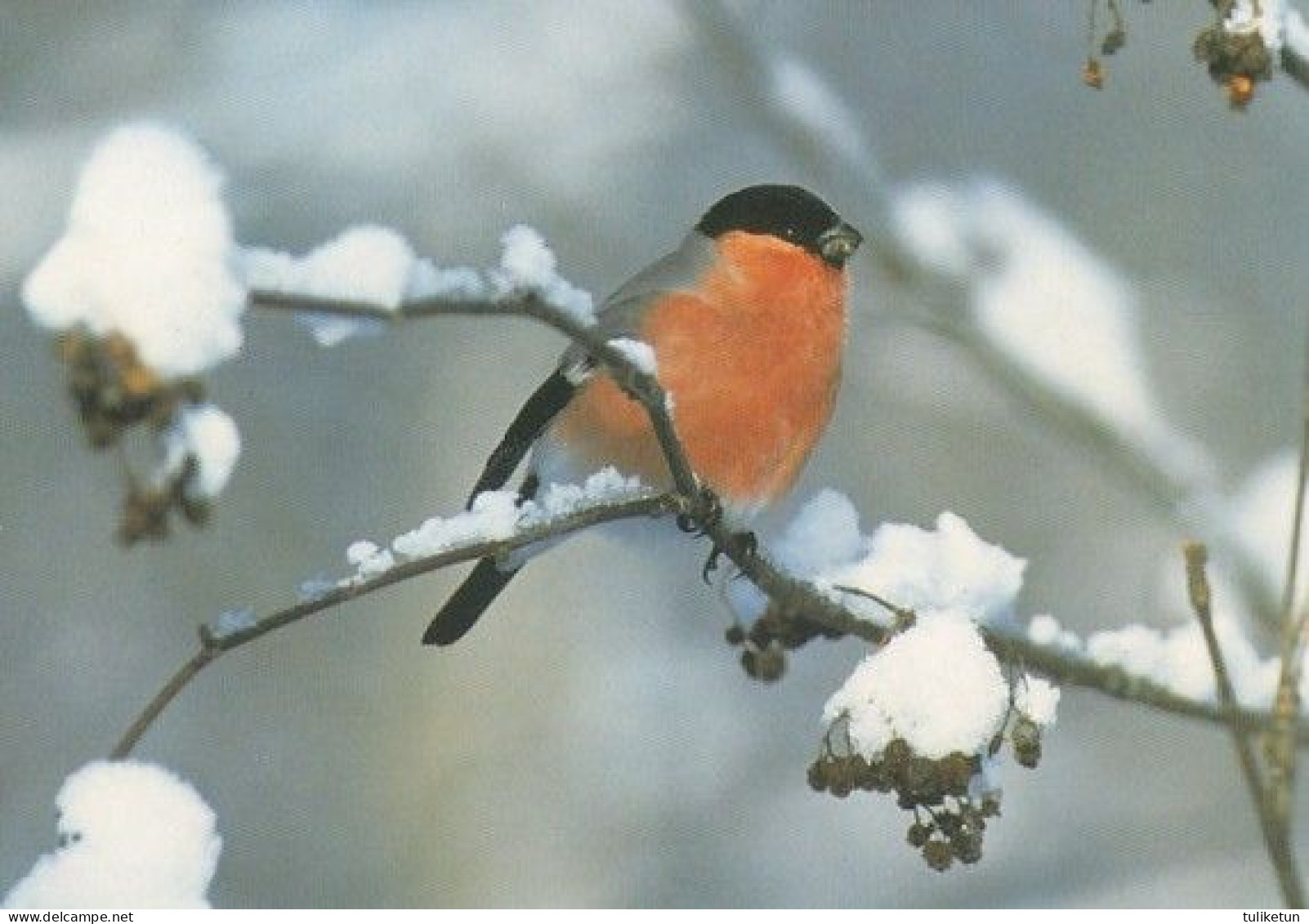 Bird - Birds - Oiseau - Vogel - Uccello - Pássaro - Bullfinch - Pyrrhula Pyrrhula - Double Card - Sonstige & Ohne Zuordnung