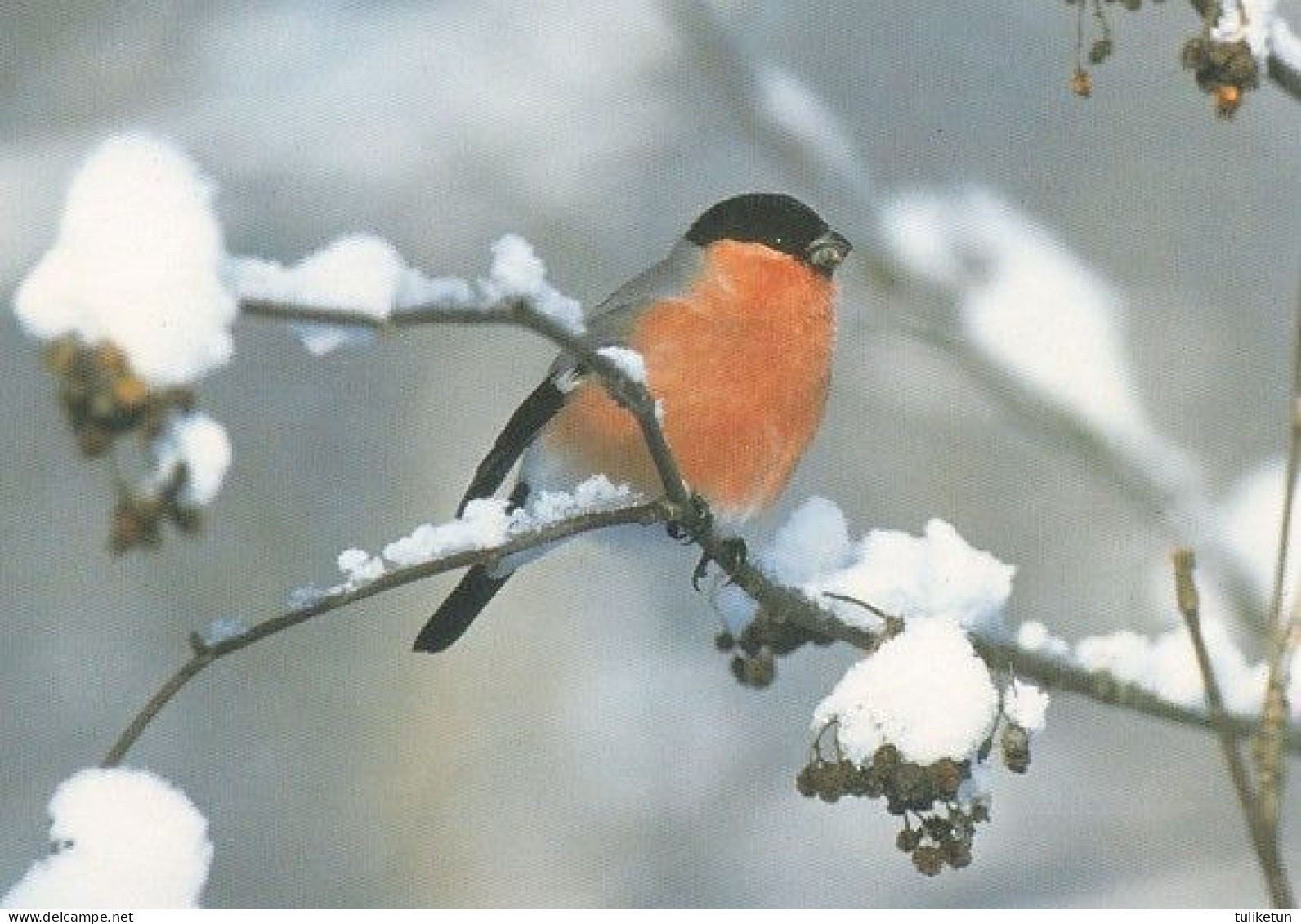 Bird - Birds - Oiseau - Vogel - Uccello - Pássaro - Bullfinch - Pyrrhula Pyrrhula - Autres & Non Classés
