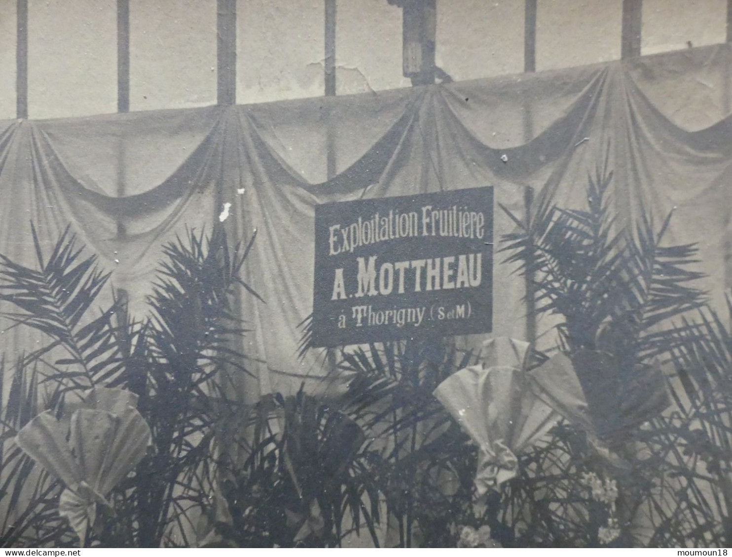 Carte Photo Exploitation Fruitière A. Mottheau à Thorigny Cliché Gaillard Société Lumière Lyon - Sonstige & Ohne Zuordnung