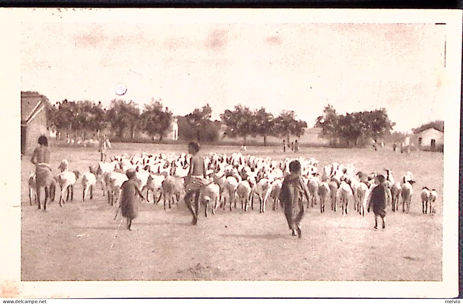 1938-A.O.I. Gregge Che Ritorna, Viaggiata Dessie Amara C.2 (29.5) Affrancata Eri - Eritrea