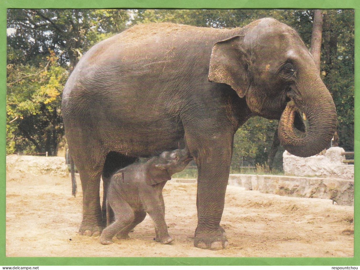 Belle CPM ZOO E La Palmyre Eléphant Eléphanteau Alix Et Homaline - Éléphants