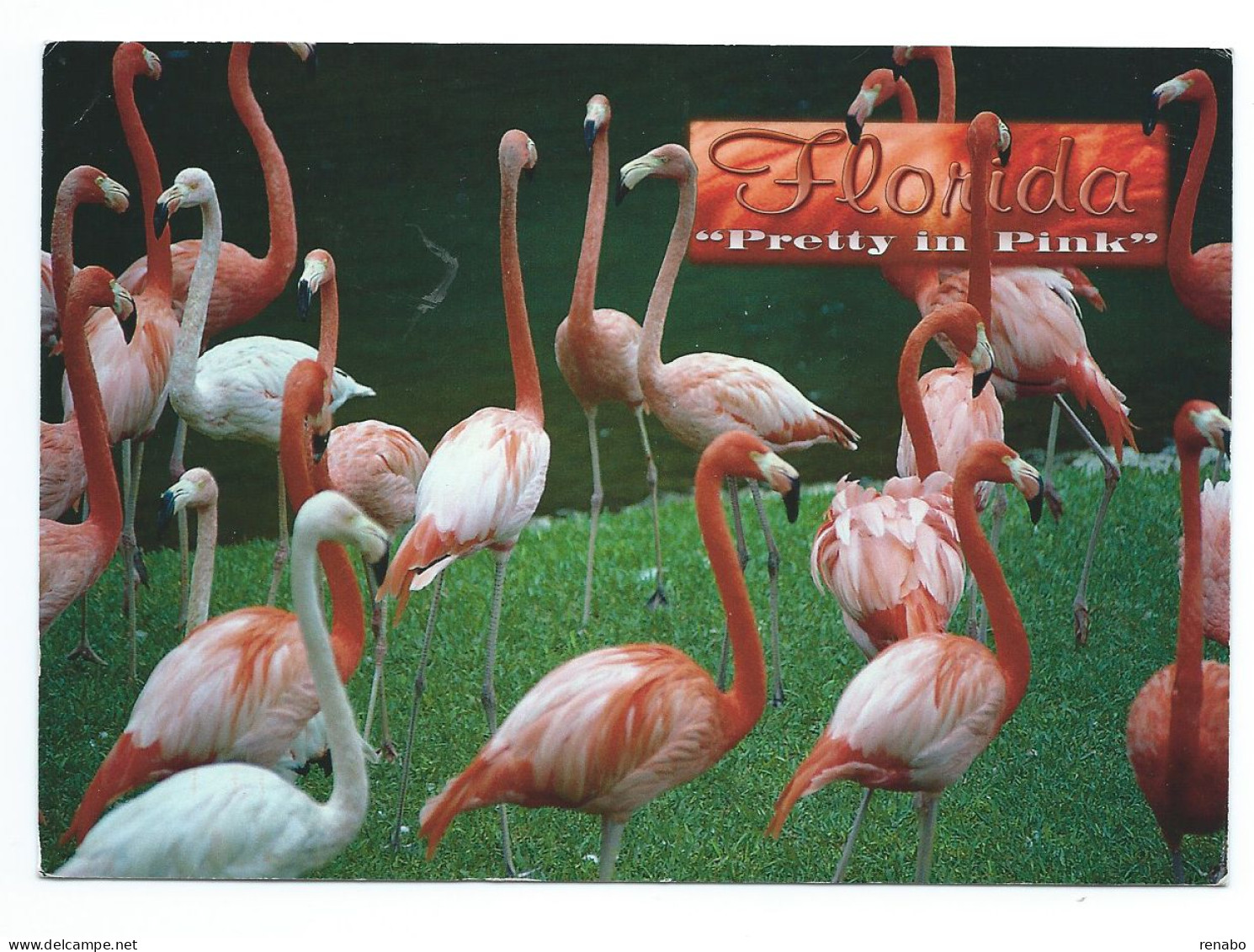 Stati Uniti, Florida 2005; Fenicotteri Rosa A Passeggio, Pink Flamingos. Timbro "Greetings From RODNEY And ......." - Oiseaux