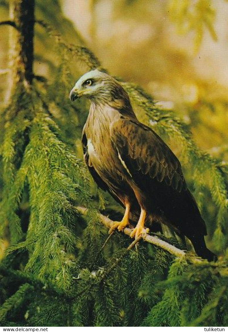 Hawk - Havik - Habicht - Faucon - Falco - Falcão - Halcón - Animaux - Fauna - Haukka - Hawk - Birds