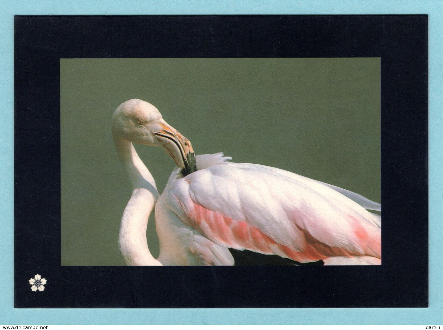 CP Animaux - Protection De L'espace Littoral Et Des Rivages Lacustres - Flamant Rose - Birds