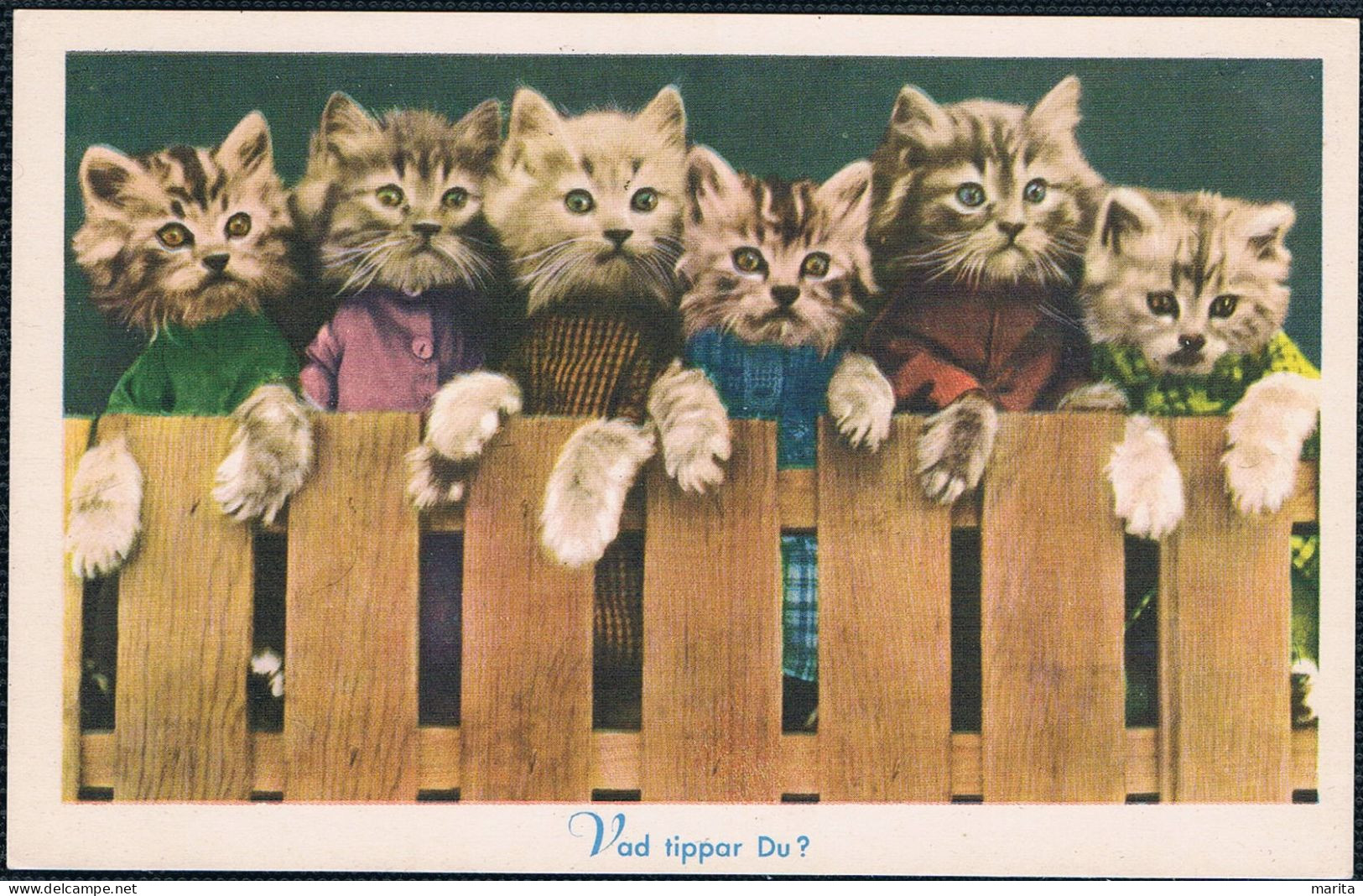 6 Chats Humanisés - Dressed Cats -poesjes Achter Hek -katzen Menschlich - Animales Vestidos