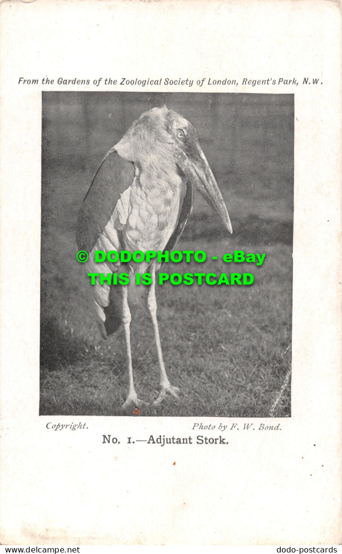 R494152 From The Garden Of The Zoological Society Of London. Adjutant Stork. F. - Sonstige & Ohne Zuordnung