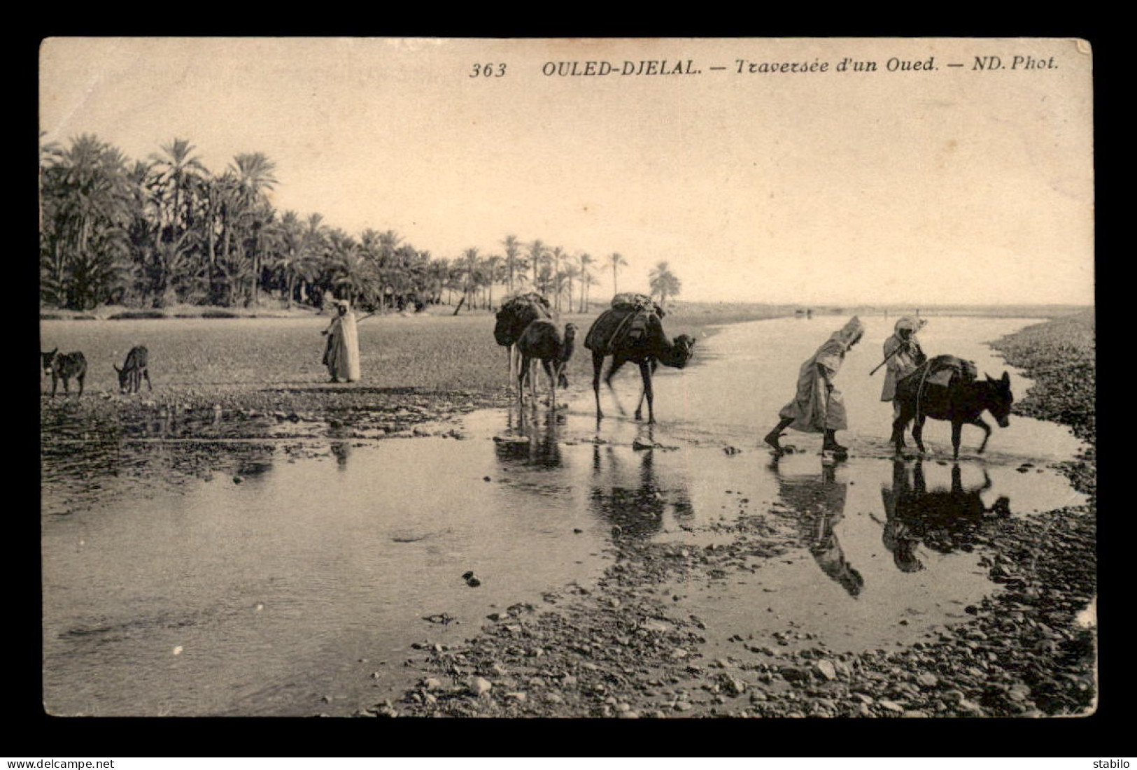 ALGERIE - SAHARA - OULED-DJELAL - TRAVERSEE D'UN OUED - CHAMEAUX - Andere & Zonder Classificatie