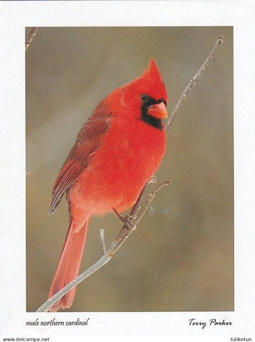 Bird - Oiseau - Vogel - Uccello - Pássaro - Pájaro - Punakardinaali - Norhern Cardinal - Cardinalis Cardinalis - Oiseaux