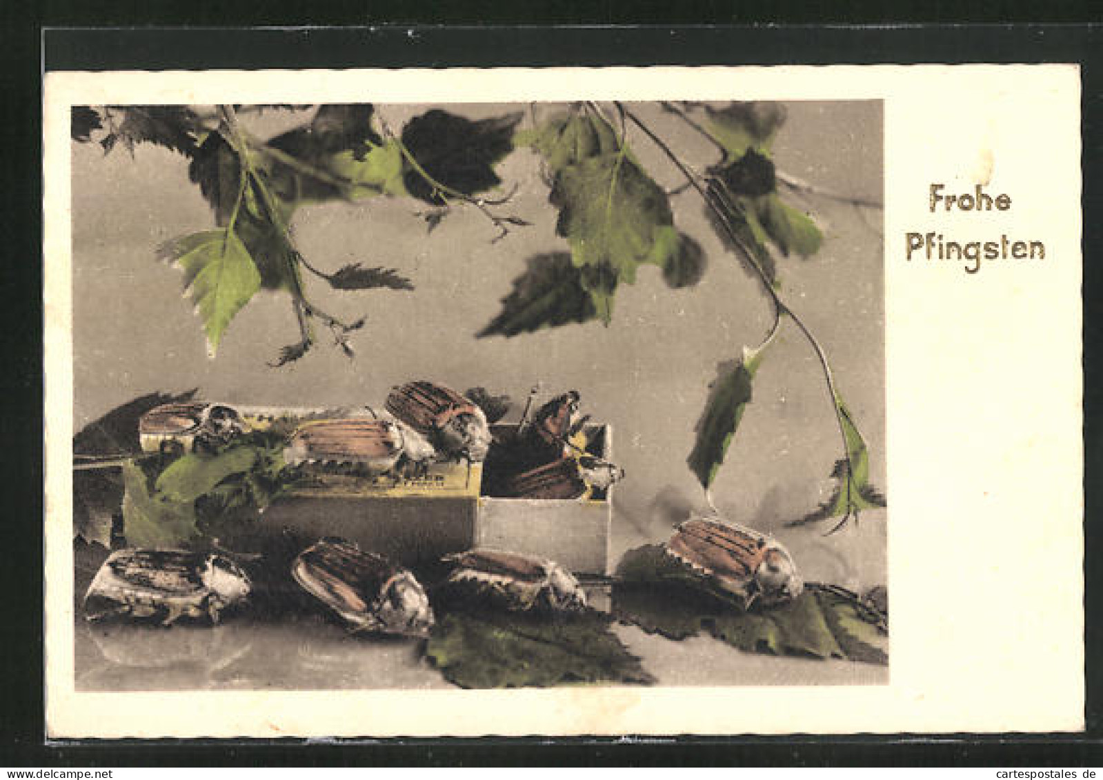 AK Maikäfer Krabbeln In Eine Kiste Mit Blätter, Pfingstgrüsse  - Insects