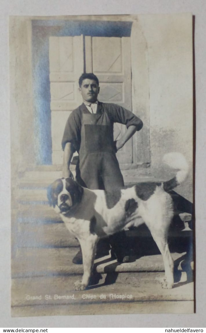 Carte Postale - Homme Avec Chien Saint-Bernard. - Perros