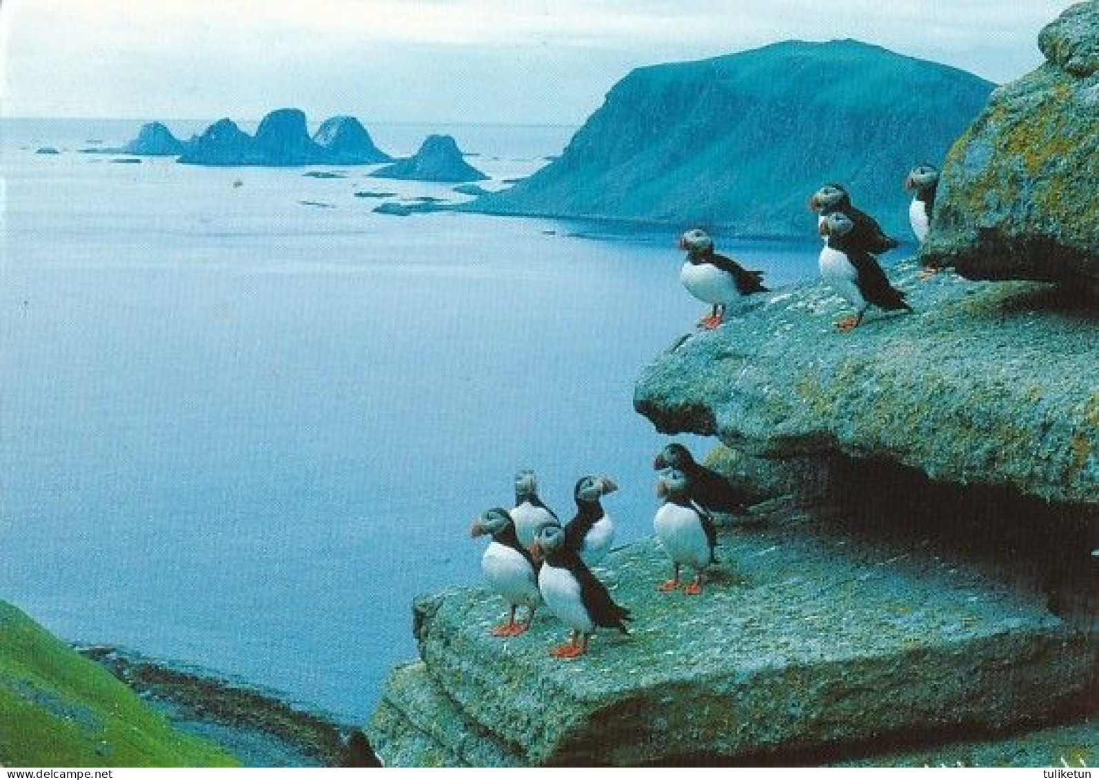 Bird - Oiseau - Vogel - Uccello - Pássaro - Pájaro - Lunni - The Puffin - Fratercula Arctica - Birds