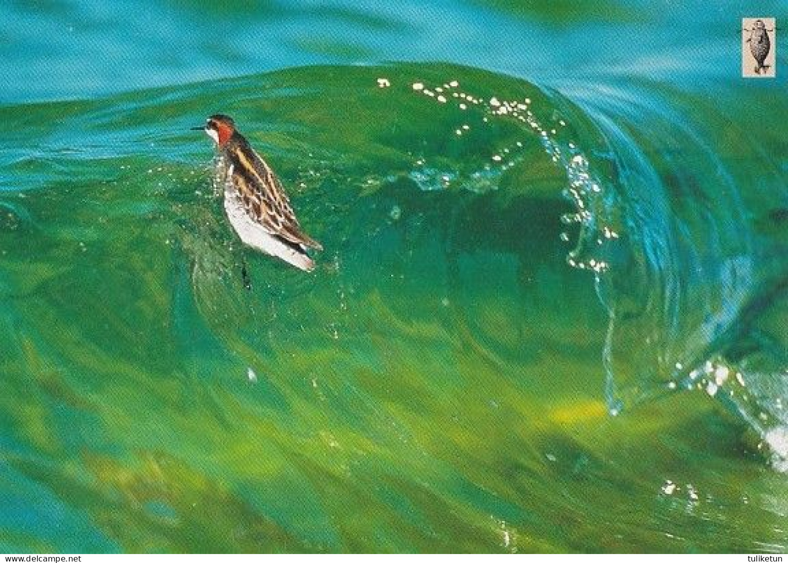 Bird - Oiseau - Vogel - Uccello - Pássaro - Pájaro - Vesipääsky - Red-necked Phalarope - Phalaropus Lobatus - Vögel