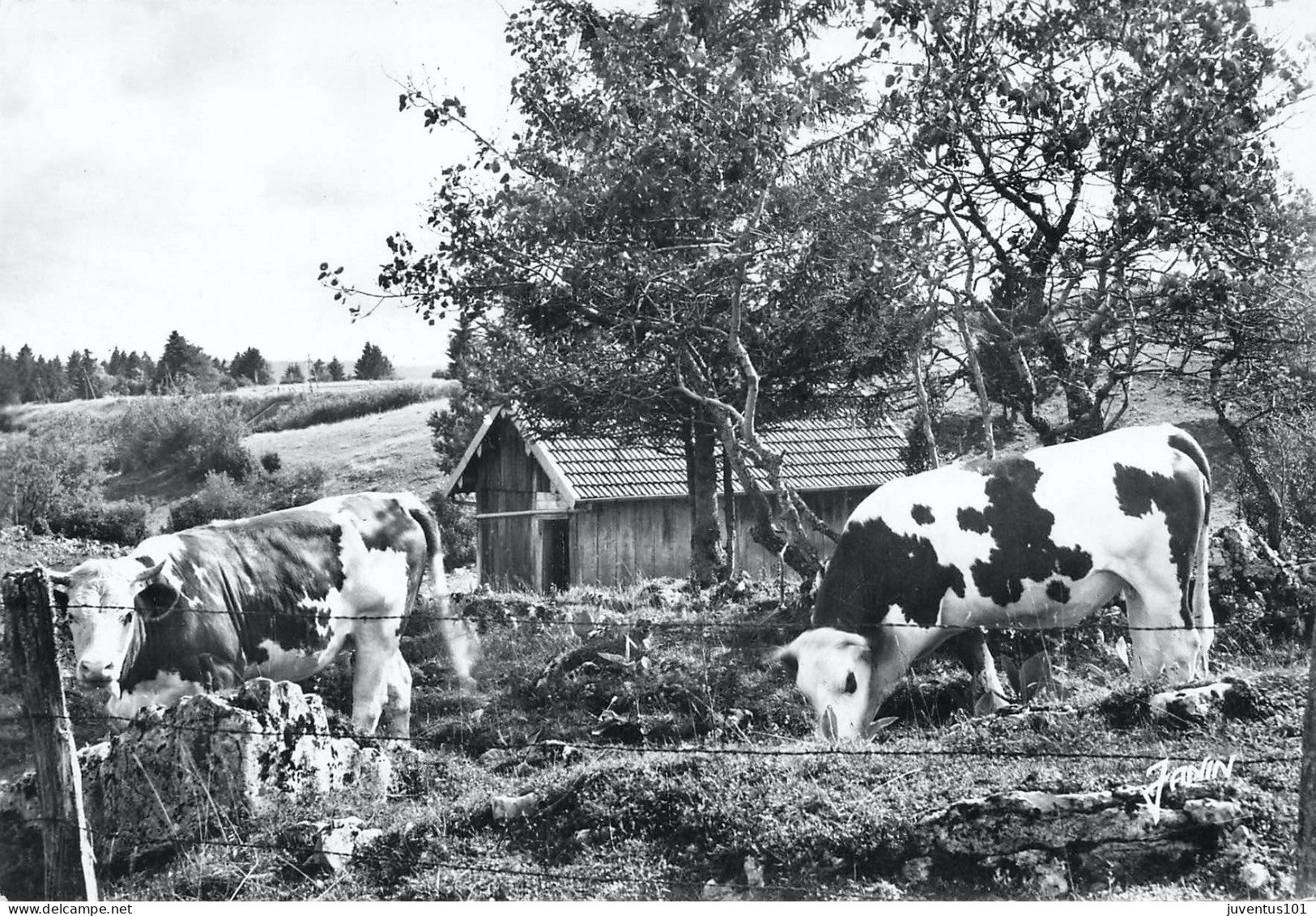 CPSM Pâturage Dans Le HAUT DOUBS      L2870 - Besancon