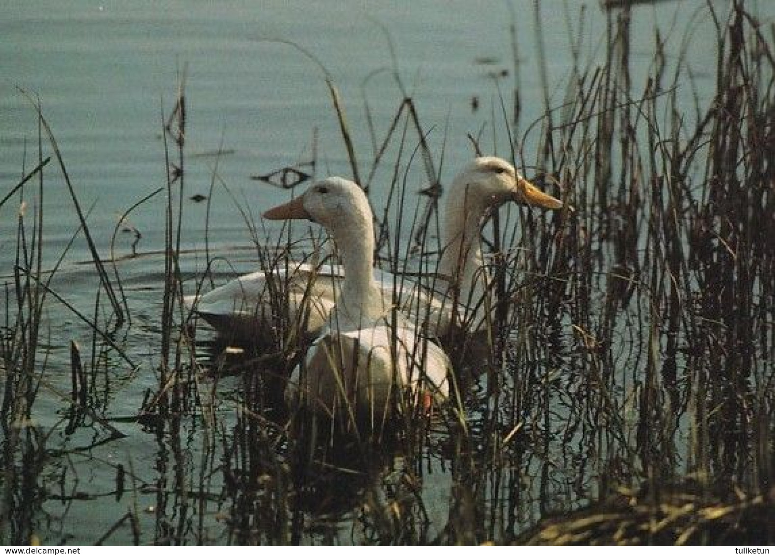 Bird - Oiseau - Vogel - Uccello - Pássaro - Pájaro - Swan - Joutsen - Oiseaux