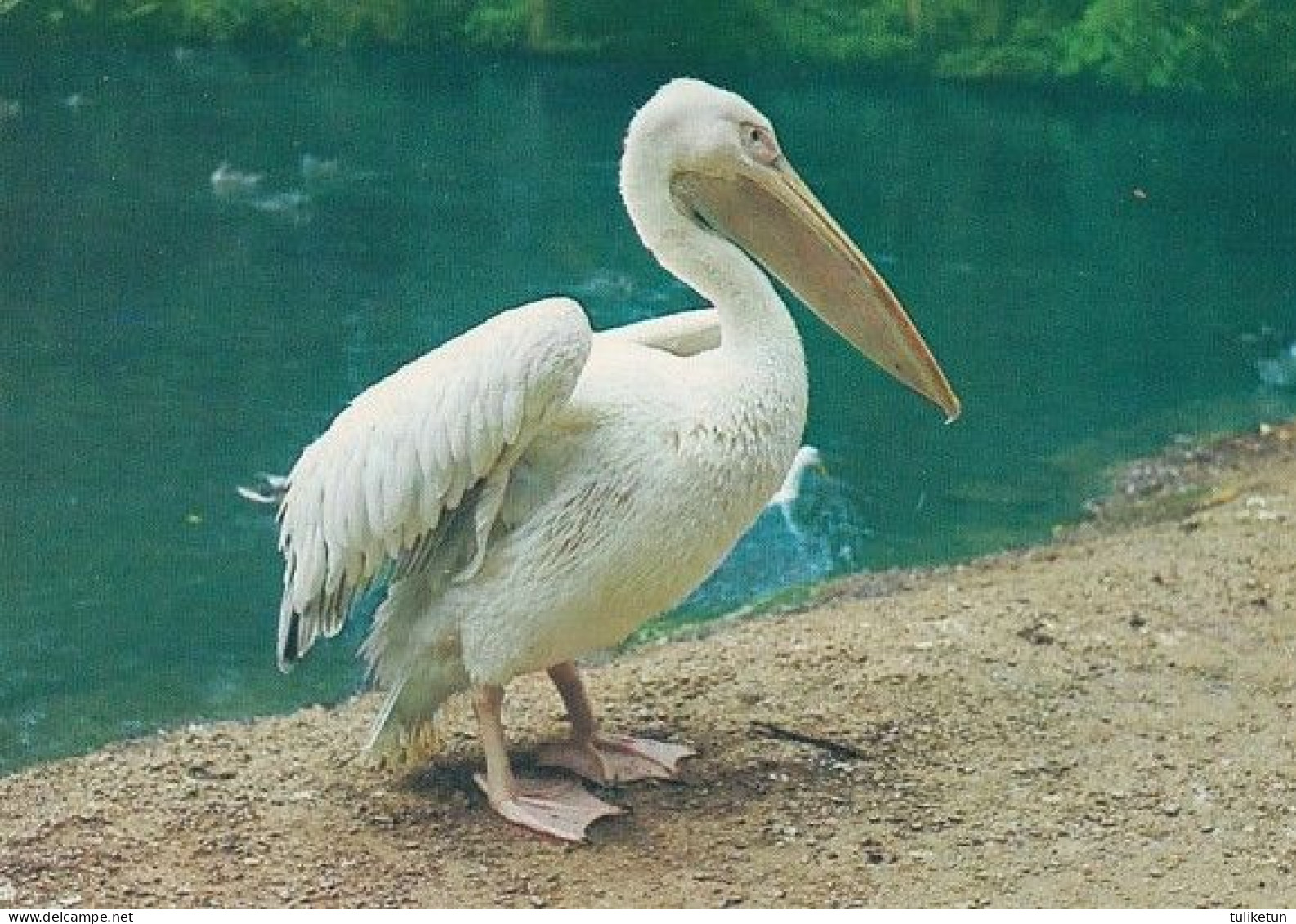 Bird - Oiseau - Vogel - Uccello - Pássaro - Pájaro - Pelikaani - Pelican - Pelecanus Onocrotalus - Birds