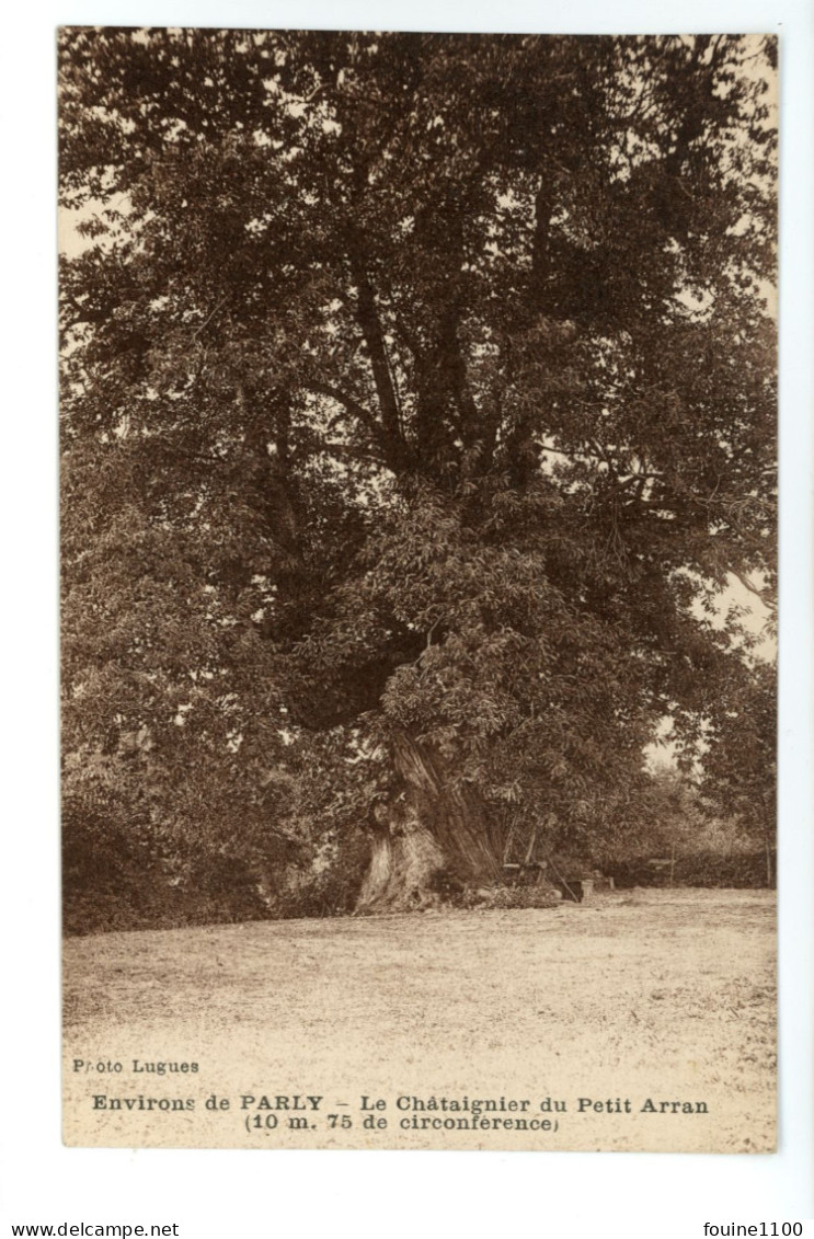 Environs De PARLY Le Châtaignier Du Petit Arran ( Arbre / Circonférence  ) - Other & Unclassified