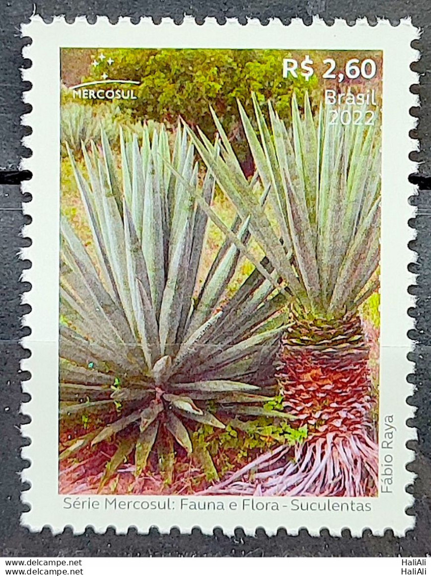 C 4073 Brazil Stamp Mercosul Series Fauna And Flora Suculents 2022 - Ongebruikt