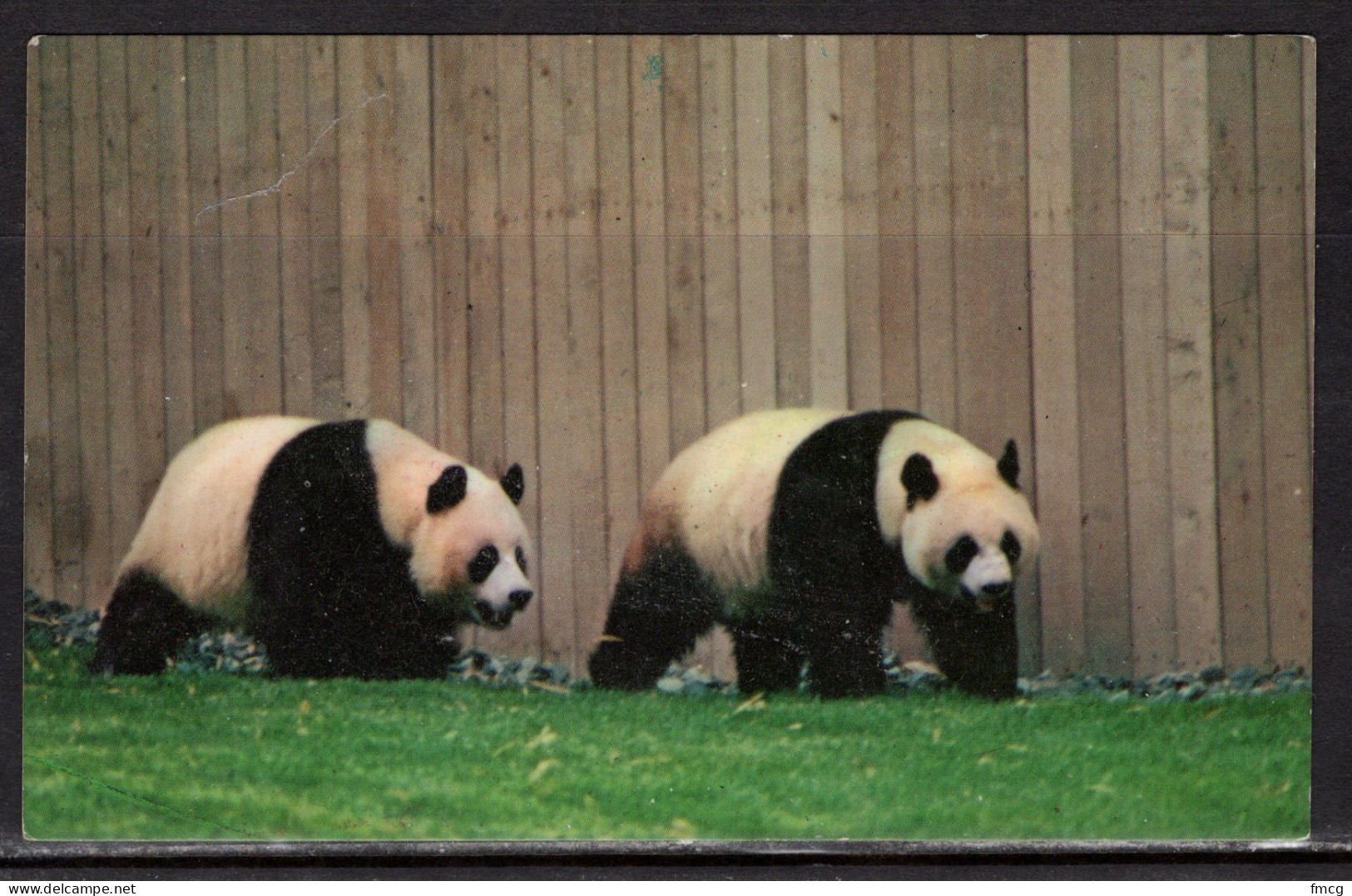 Panda Bears, National Zoo, Washington DC, Unused - Bears