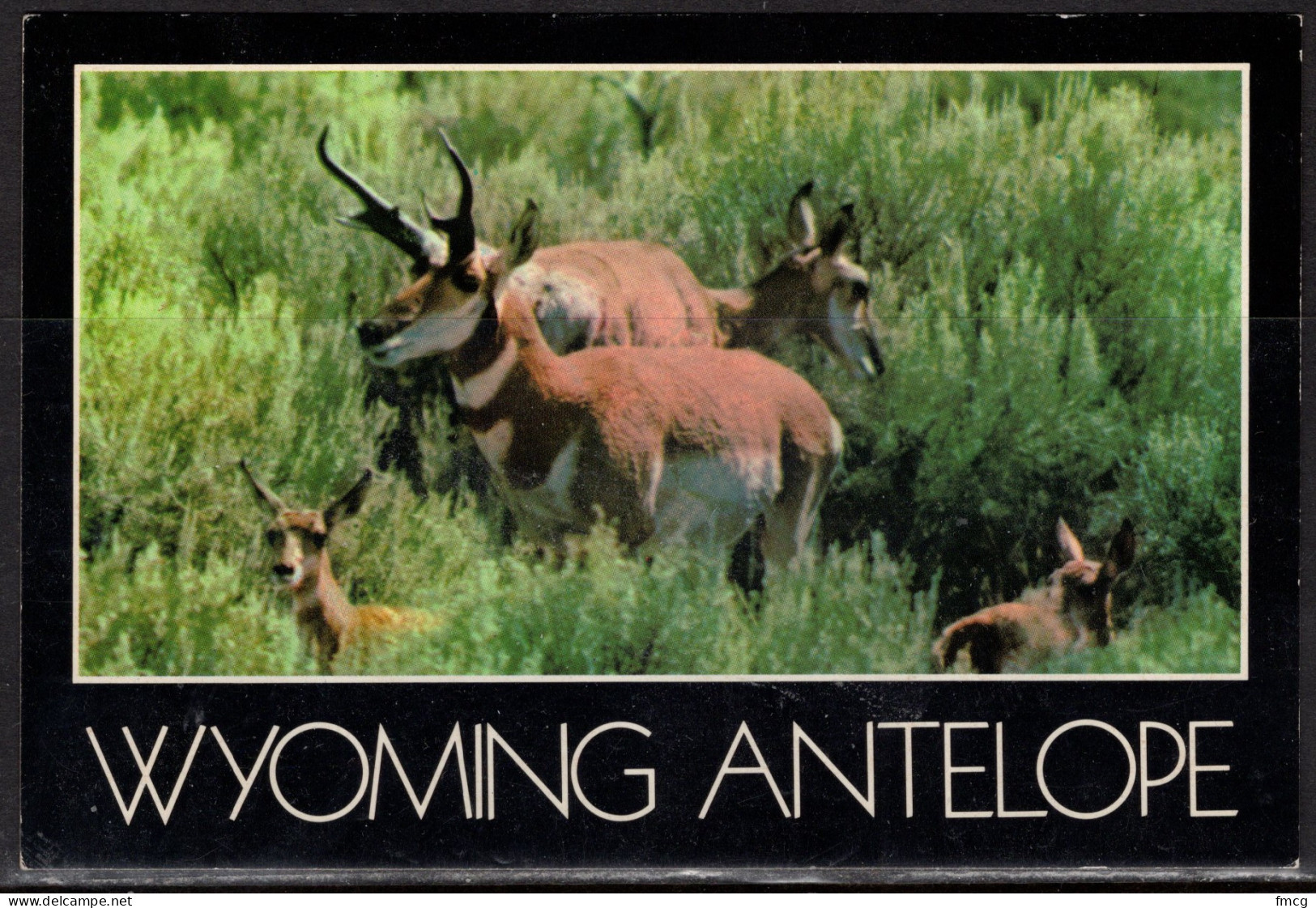 Wyoming Antelope, Unused - Sonstige & Ohne Zuordnung