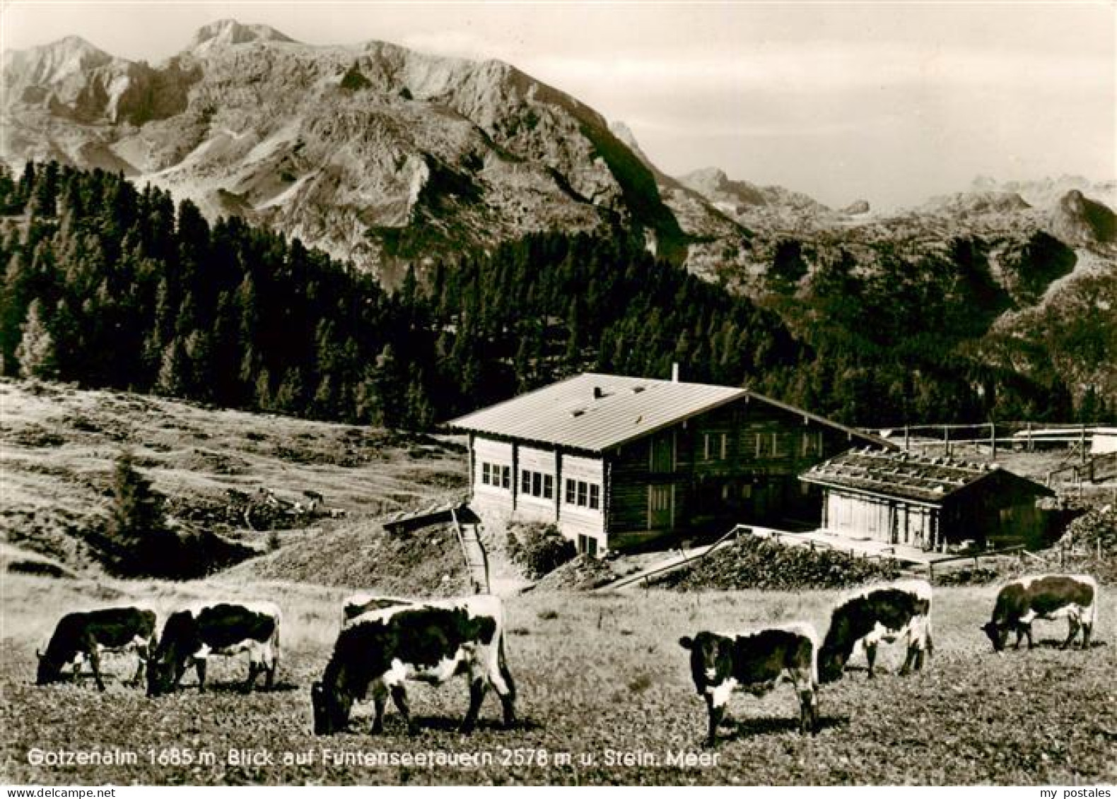 73893432 Gotzenalm 1740m Berchtesgaden Blick Auf Funtenseetauern Und Steinernes  - Berchtesgaden