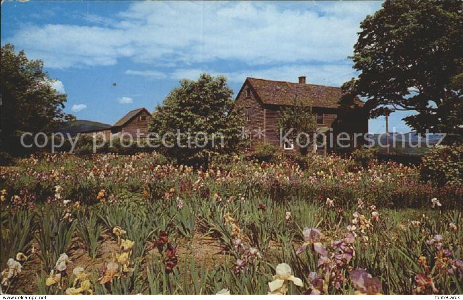 72272861 Williamstown_Massachusetts Mann Hill Iris Gardens - Altri & Non Classificati