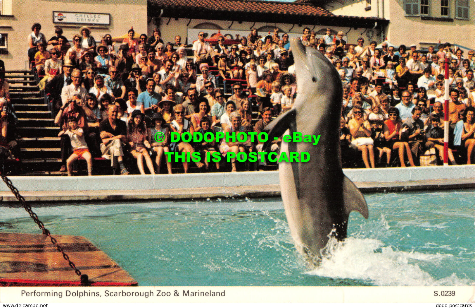 R496211 Performing Dolphins. Scarborough Zoo And Marineland. S.0239. Dennis - Mondo