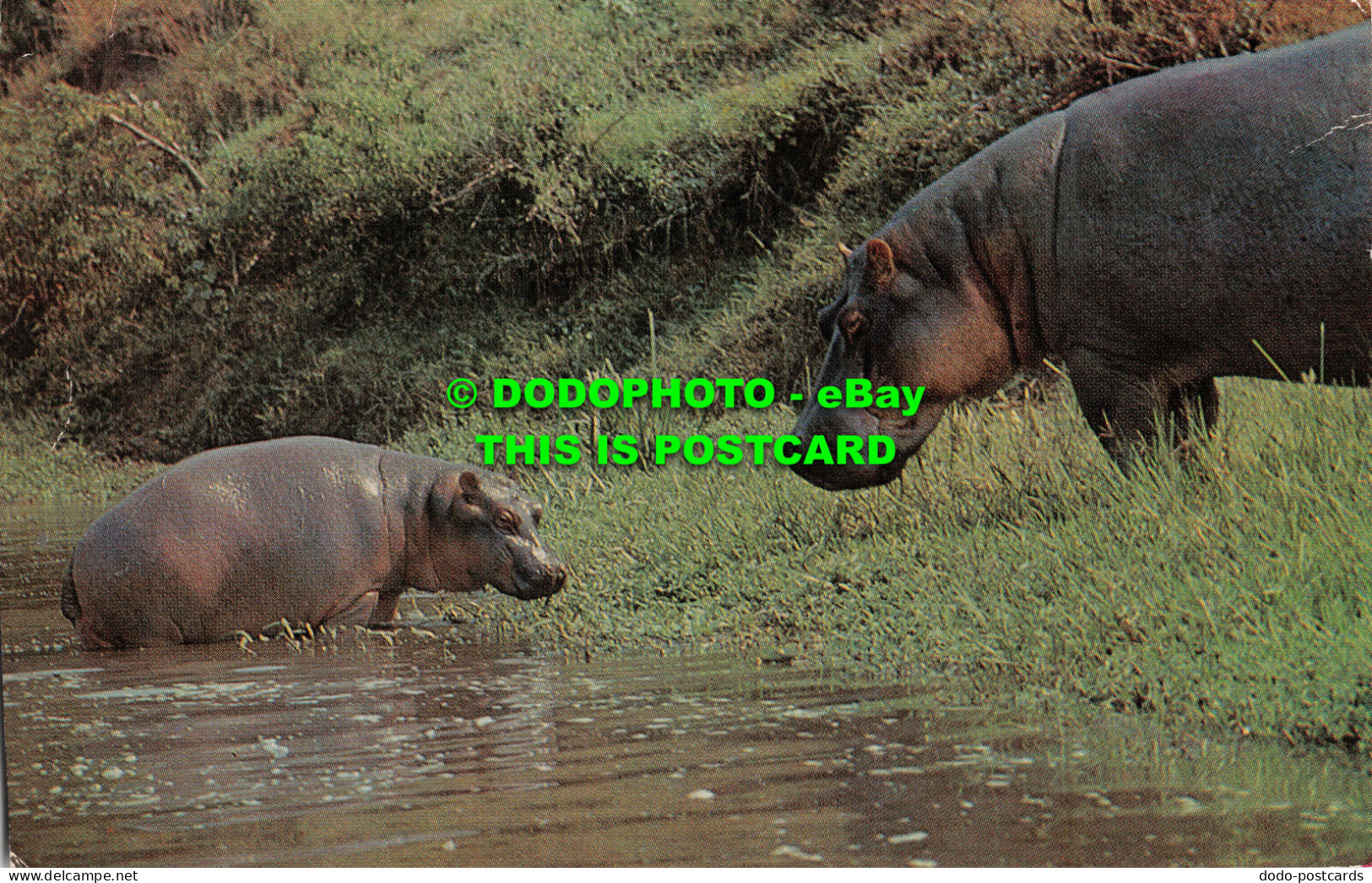 R496478 Wild Animals Hippopotamus. Salmon - Mondo