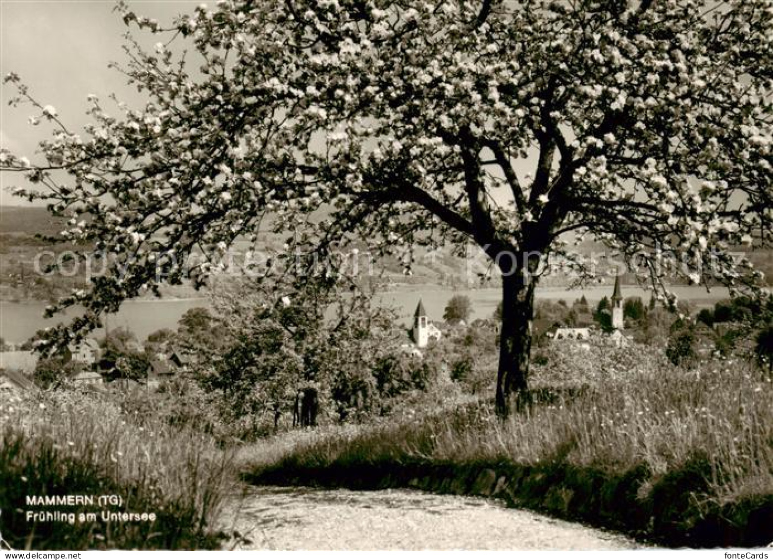 13868618 Mammern Am Untersee Im Fruehling Mammern - Autres & Non Classés