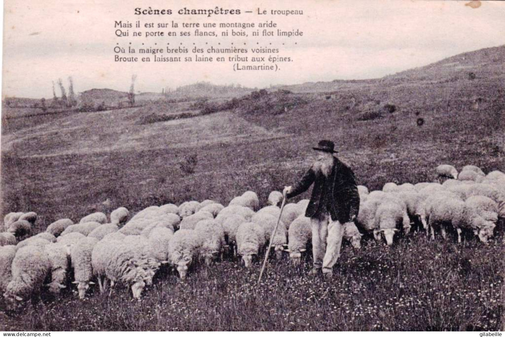 Agriculture - Scenes Champetres - Le Troupeau De Moutons Au Paturage Avec Son Berger - Elevage