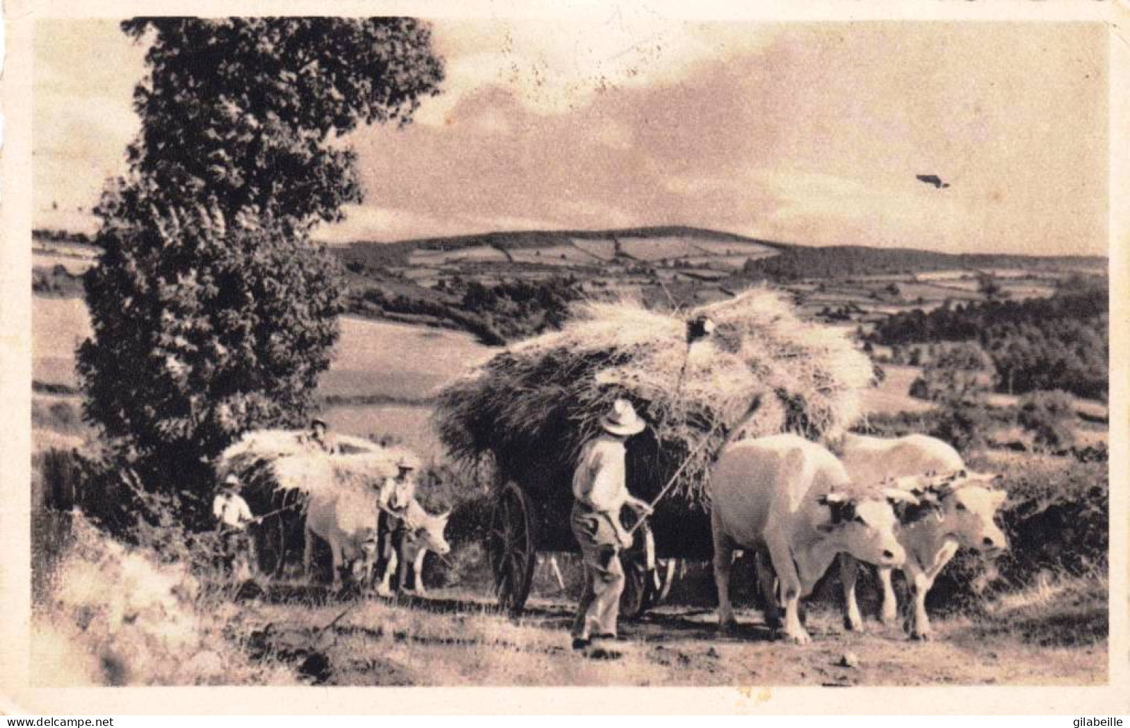 Agriculture - Scene Champetre - Payan Et Ses Attelages De Boeufs Rentrant La Moisson - 1952 - Cultivation