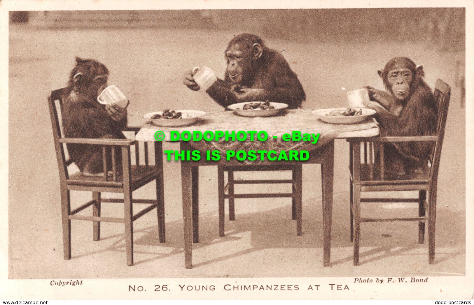 R497254 Young Chimpanzees At Tea. Zoological Society Of London. No. 26. F. W. Bo - Autres & Non Classés