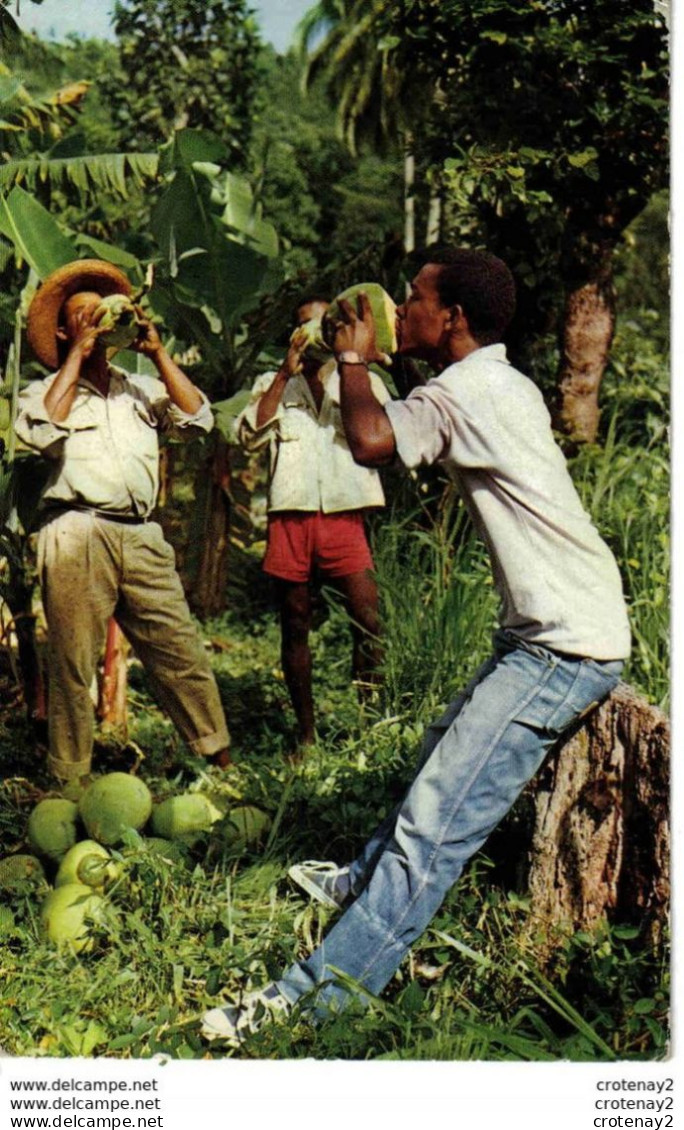 MARTINIQUE N°55 En Buvant Des Noix De Coco Photo Félix Rose Rosette VOIR DOS - Sonstige & Ohne Zuordnung