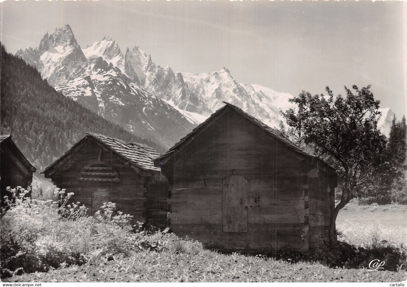 74-CHAMONIX-N° 4390-D/0317 - Chamonix-Mont-Blanc