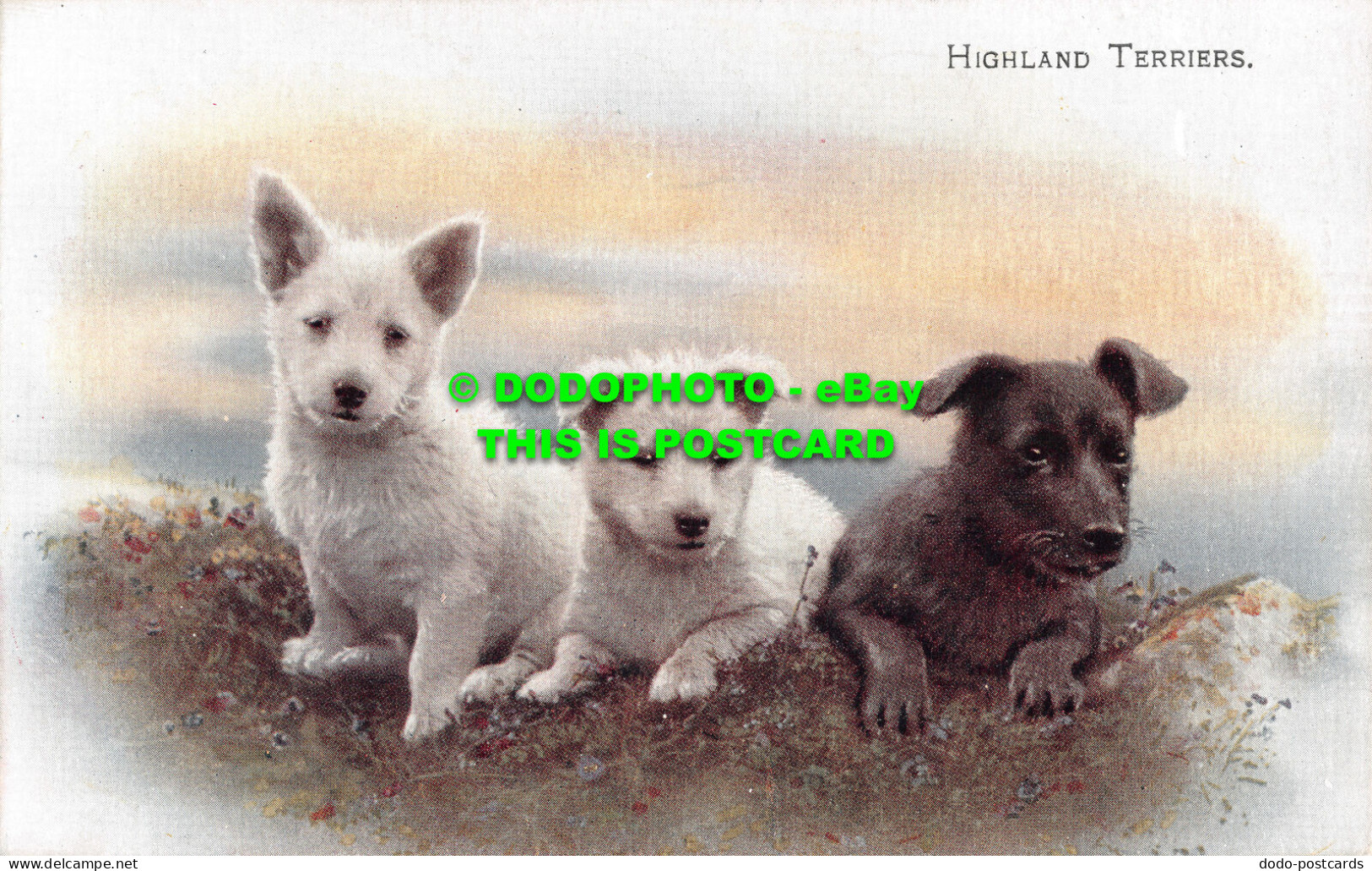R497512 Highland Terriers. J. Salmon. Postcard - World