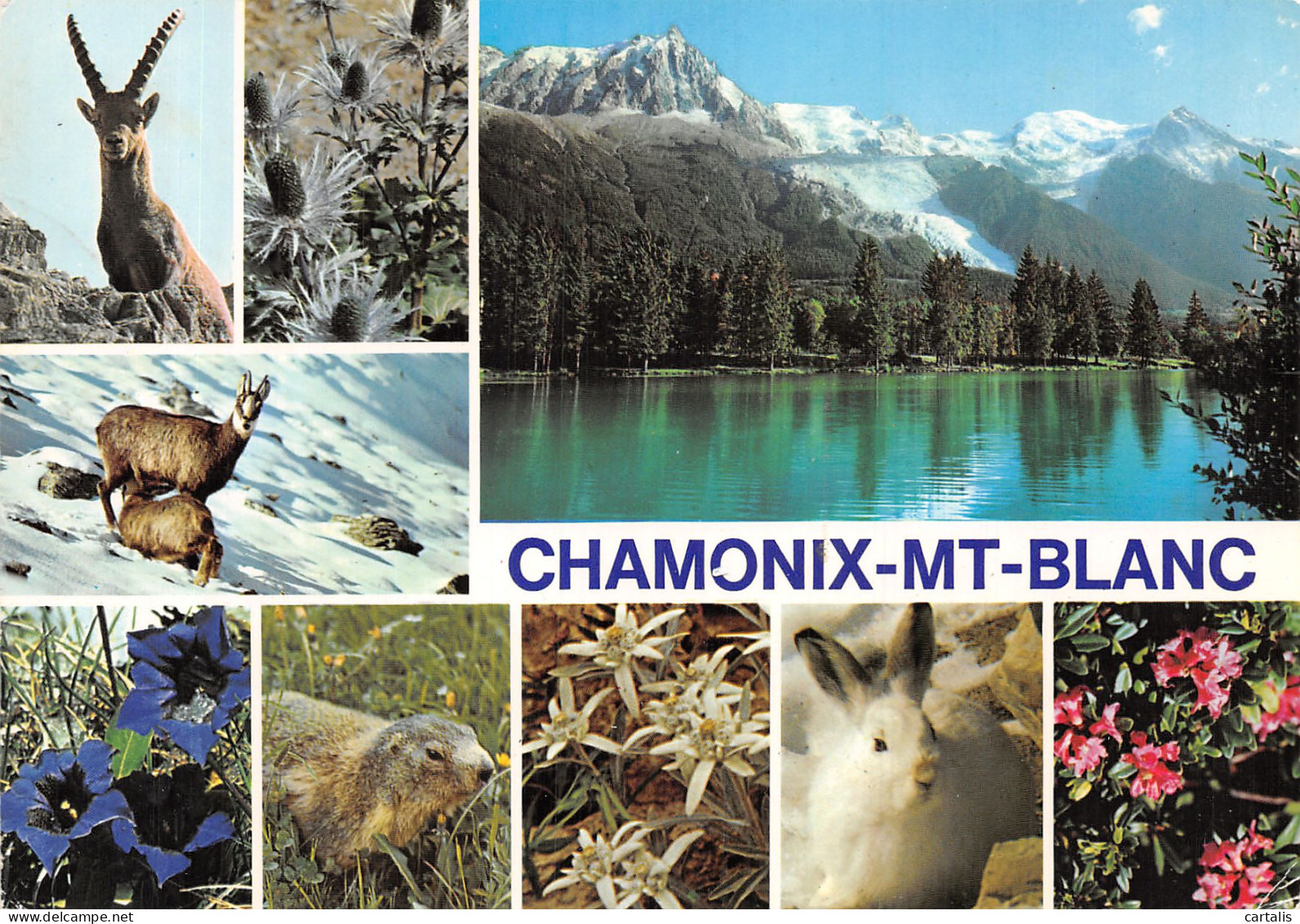 74-CHAMONIX MONT BLANC-N° 4397-A/0259 - Chamonix-Mont-Blanc