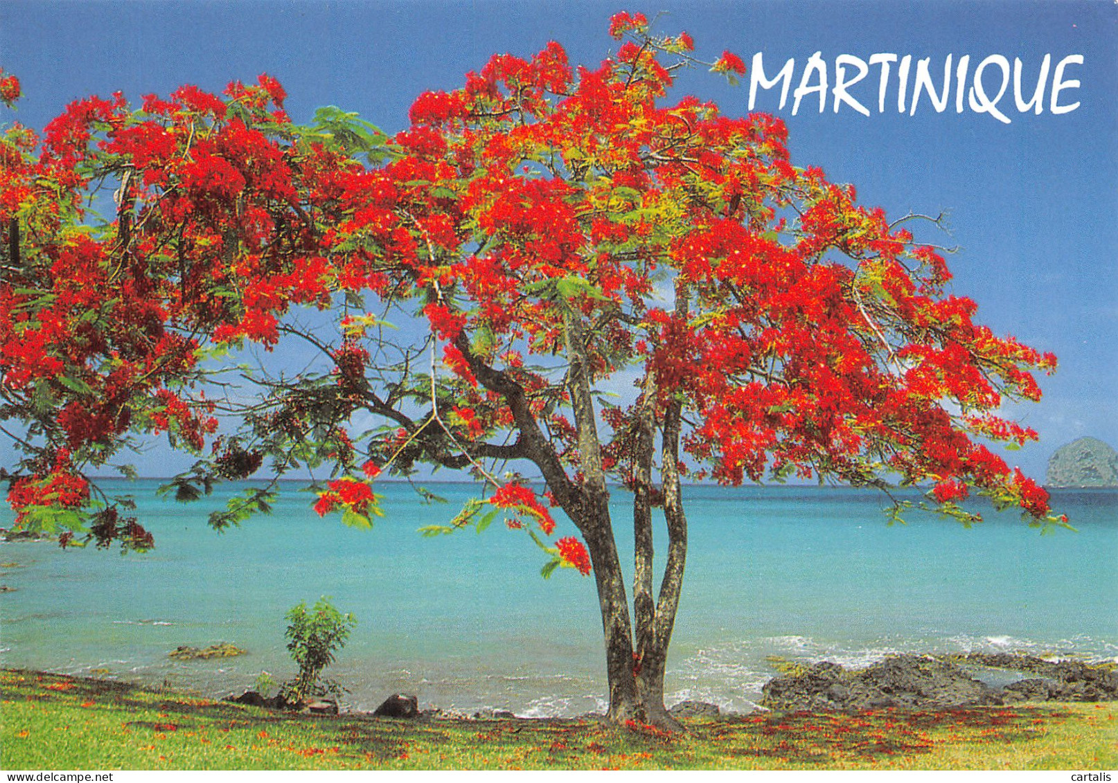 972-MARTINIQUE UN FLAMBOYANT-N° 4400-D/0133 - Sonstige & Ohne Zuordnung