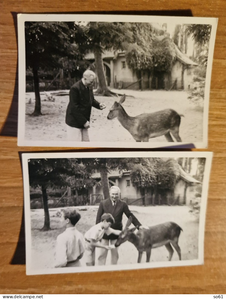 19304.  2 Fotografie D'epoca Uomo Bambini Cerbiatto Aa '50 - 9x6 - Other & Unclassified