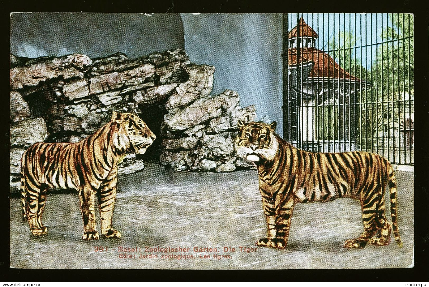 14457 - SUISSE - BASEL - Jardin Zoologique - Les Tigres - Basilea